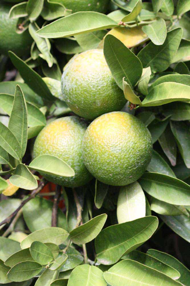              Immature fruit (Iyomikan, Riverside,   CA)   